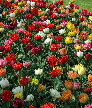Tulip Murillo Mix