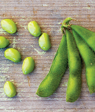 Bean Soy Midori Giant Organic Seed