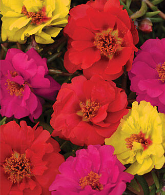 Portulaca Color Carousel Mix