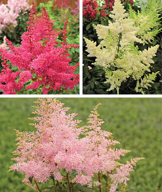 Astilbe Younique Collection
