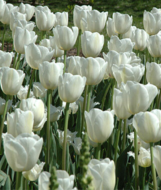 Tulip Maureen