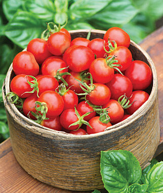 Tomato Baby Boomer Hybrid