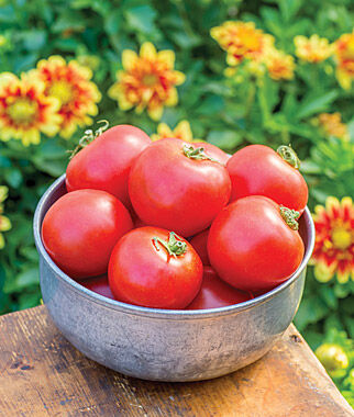 Tomato Cloudy Day Hybrid