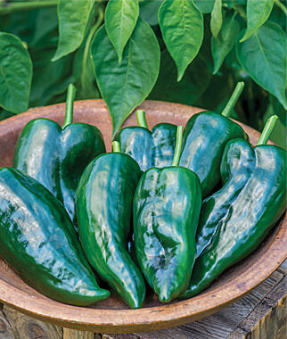 Pepper Hot Big Boss Man Hybrid