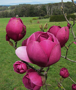 Magnolia Black Tulip