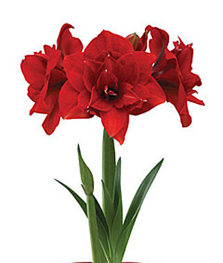 Amaryllis Double Dragon  Size 12-16cm