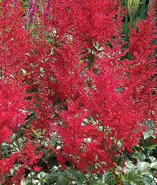 Astilbe Red Sentinel