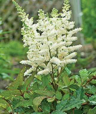 Astilbe Younique White