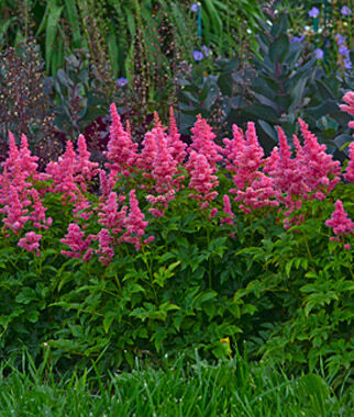 Astilbe Younique Carmine