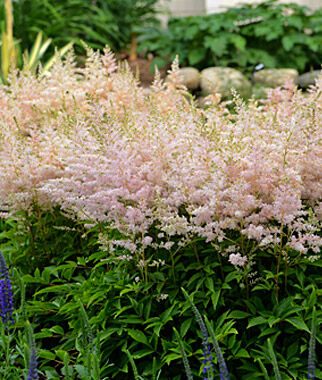 Astilbe Younique Silvery Pink