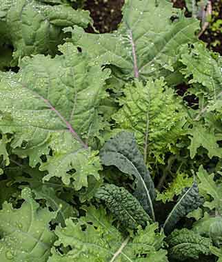 Kale Kale Storm Blend