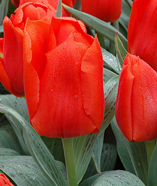 Tulip Giant Orange Sunrise