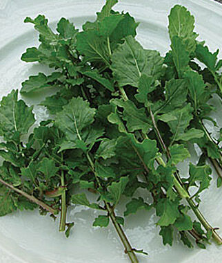 Arugula Garden Tangy