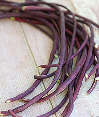 Bean Asparagus Red Podded