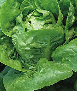 Lettuce Little Gem