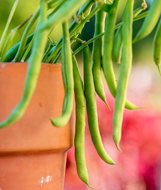 Bean Bush Porch Pick