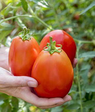 Tomato Gladiator Hybrid
