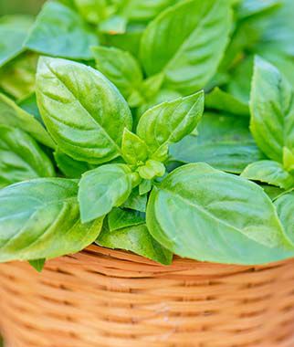 Basil Pesto Party