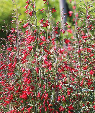 Penstemon barbatus Twizzle Scarlet