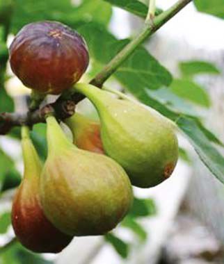 Fig Chicago Hardy