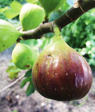 Fig Texas Ever-bearing