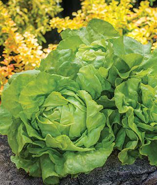 Lettuce Dynamite