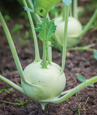 Kohlrabi Konan Hybrid