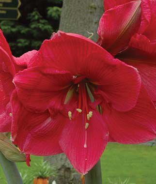 Amaryllis Hercules  Size 12-16cm