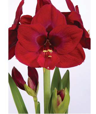 Amaryllis Carmen  Size 12-16cm