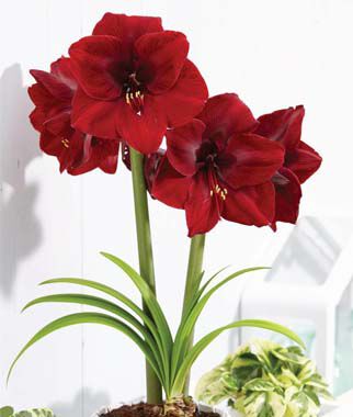 Amaryllis Grand Diva  Size 12-16cm