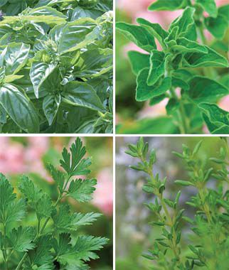 Italian Herb Garden