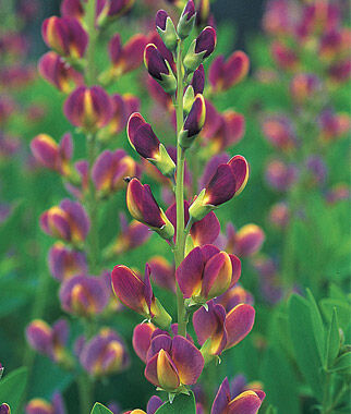 Baptisia Twilight Prairieblues