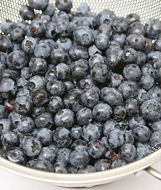 Blueberry Northland