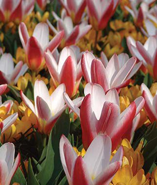 Mix Tulip Hearts Delight and Crocus Yellow Mammoth