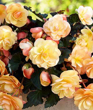 Begonia Fragrant Falls Peach begonia bulbs for hanging baskets