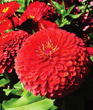 Zinnia Garnet Treasure Hybrid