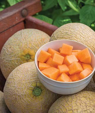 Cantaloupe Sugar Cube Hybrid