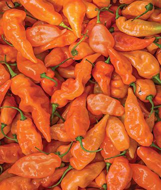 Pepper Sweet Habanero Habanada