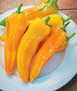 Pepper Sweet Mama Mia Giallo Hybrid