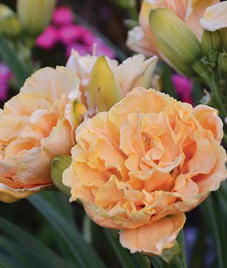 Daylily Siloam Peony Display