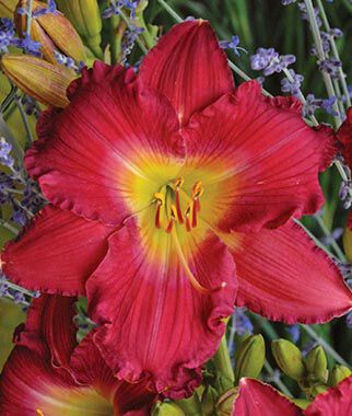 Daylily Romantic Returns