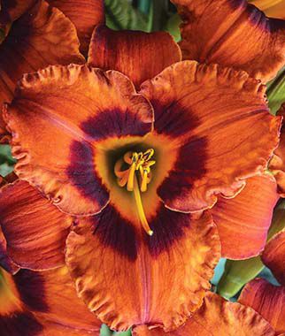 Daylily Mighty Chestnut