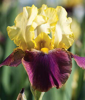 Iris Blatant Iris species Growing Bonsai Flower Bulbs Roots Rhizomes Corms Tubers Potted Planting Reblooming Fragrant Garden Seeds Plant