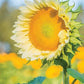 Sunflower Seeds for Planting - Grow Giant Sun Flowers in Your Garden  Non GMO Heirloom Seeds - Full Planting Instructions for Easy Grow - Great Gardening Gifts (1 Packet)