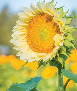 Sunflower Seeds for Planting - Grow Giant Sun Flowers in Your Garden  Non GMO Heirloom Seeds - Full Planting Instructions for Easy Grow - Great Gardening Gifts (1 Packet)