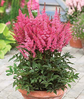 Astilbe Younique Lilac
