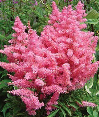 Astilbe Younique Pink