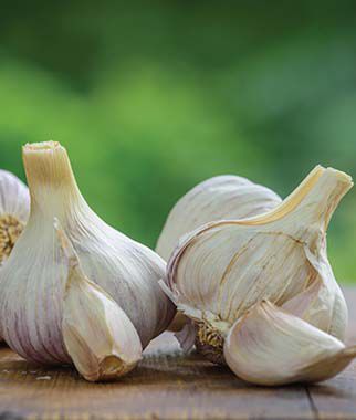 Garlic Texas Rose