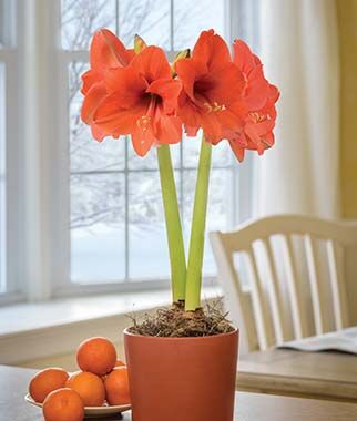 Amaryllis Naranja  Size 12-16cm