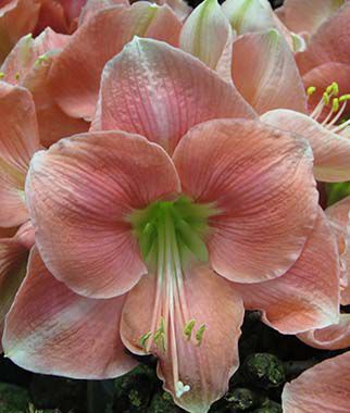 Amaryllis Rosalie  Size 12-16cm